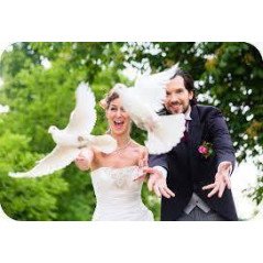 COLOMBA BIANCHE PER MATRIMONI