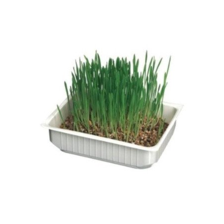 CAMON ERBA PER GATTI CON SEMI DI ORZO