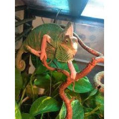 CAMALEONTE CALYPTRATUS