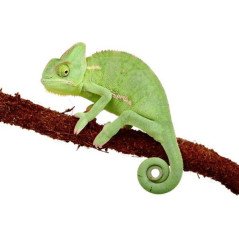 CAMALEONTE CALYPTRATUS