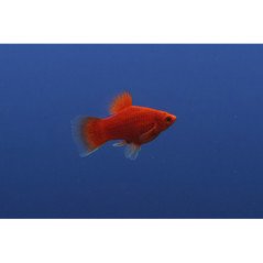 PLATY CORALLO ROSSO
