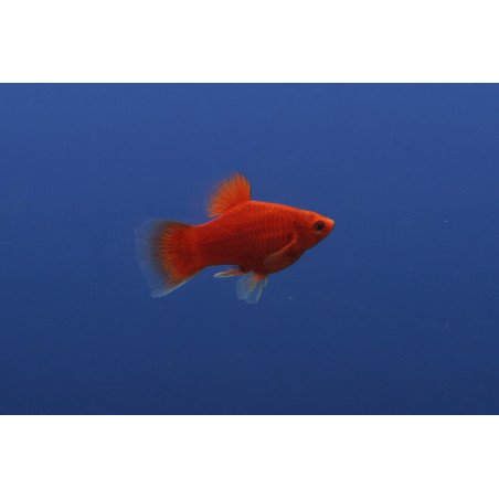 PLATY CORALLO ROSSO