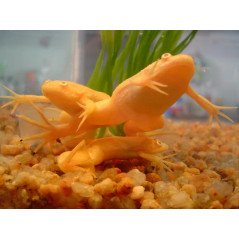 RANA XENOPUS LAEVIS