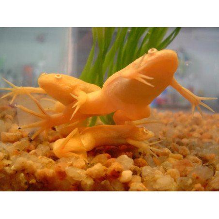 RANA XENOPUS LAEVIS