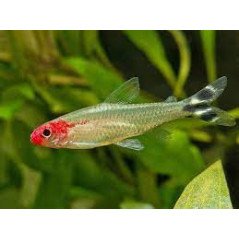 PETITELLA BLEHERI