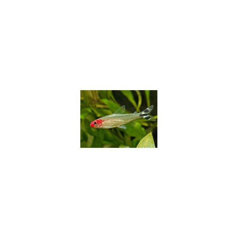 PETITELLA BLEHERI