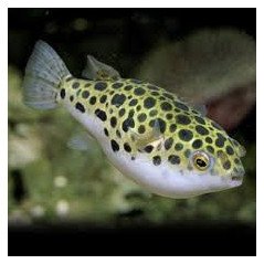 TETRADON NIGROVIRDIS