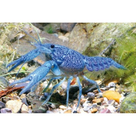 PROCAMBERUS ARAGOSTINA