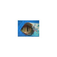 DISCUS CLASSIC 6CM