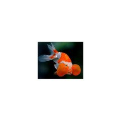 ORANDA OCCHI A BOLLA 6/8CM