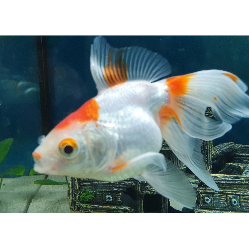 ORANDA TESTA ROSSA 5/6CM