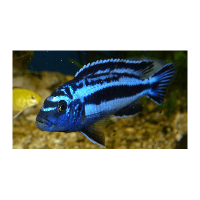 CICLIDE AFRICANO GIALLO LABIDOCHROMIS