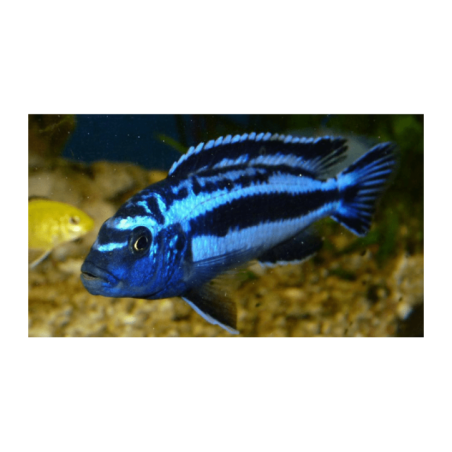 CICLIDE AFRICANO GIALLO LABIDOCHROMIS