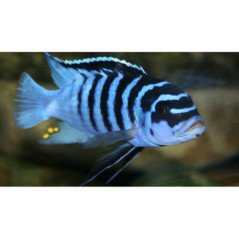 CICLIDE AFRICANO GIALLO LABIDOCHROMIS