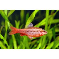 BARBUS SCHWANENFELDI