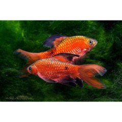 BARBUS SCHWANENFELDI