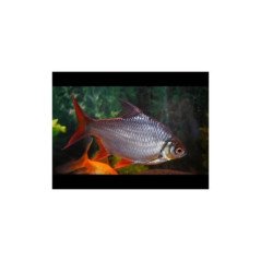 BARBUS SCHWANENFELDI