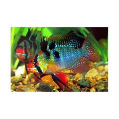 APISTOGRAMMA RAMIREZI