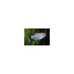 MOENCAUSIA SANTAFILOMENA BALLON