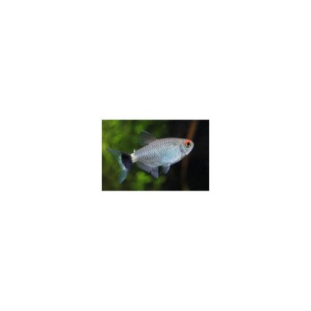 MOENCAUSIA SANTAFILOMENA BALLON