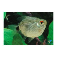 MOENCAUSIA SANTAFILOMENA BALLON