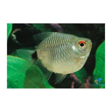 MOENCAUSIA SANTAFILOMENA BALLON