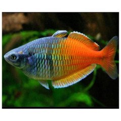 MELANOTENIA BOSEMANI