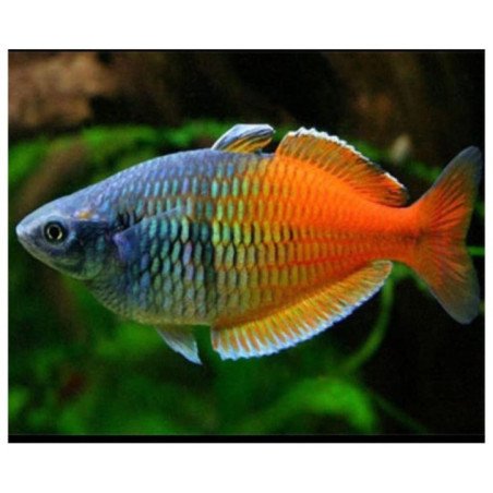 MELANOTENIA BOSEMANI