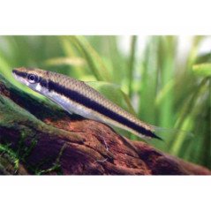 EPALZEORHYNCHUS SIAMENSIS