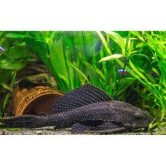PLECOSTOMUS LEOPARD