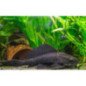 PLECOSTOMUS LEOPARD
