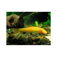 GIRINOCHELIUS DORATO