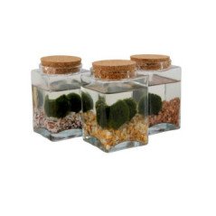 KRYPTOPTERUS PESCE FANTASMA