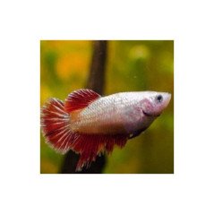 BETTA SPLENDENS FEMMINA