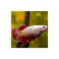 BETTA SPLENDENS FEMMINA