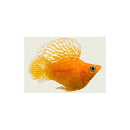 POECILIA BALLON ASSORTITI