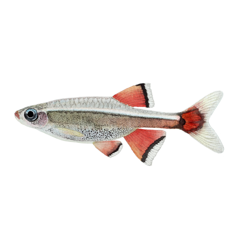 TANICHTHYS ALBONUBES