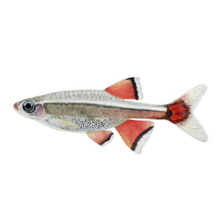 TANICHTHYS ALBONUBES