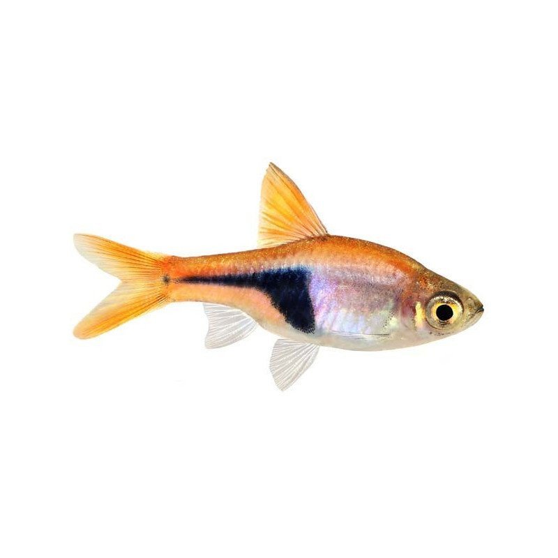 RASBORA HETEROMORRHA