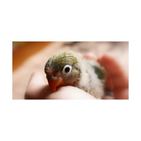 PULLO DI INSEPARABILI ROSEICOLLIS