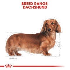 ROYAL CANIN ADULT DACHSHUND 500GR