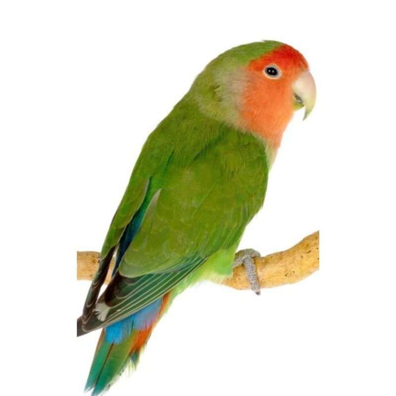 INSEPARABILI ROSEICOLLIS FACCIA ROSSA