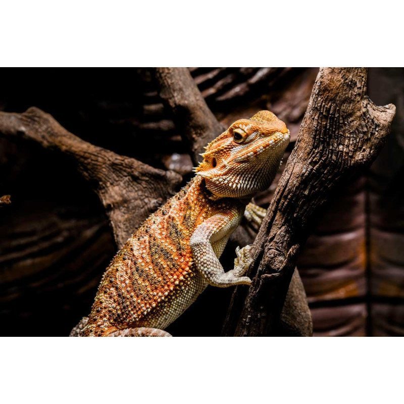 POGONA DRAGO BARBUTO