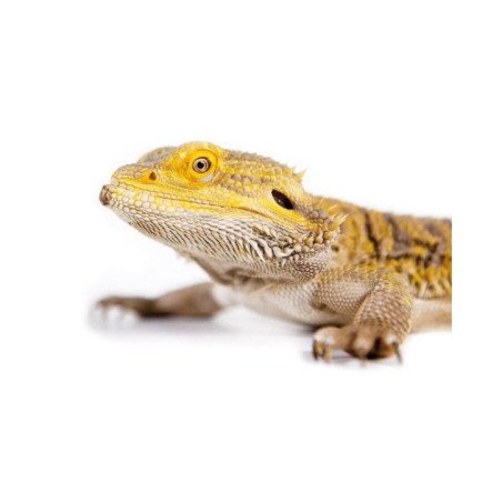 POGONA DRAGO BARBUTO