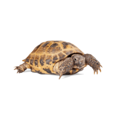 TARTARUGA TESTUDO HORSFIELDI