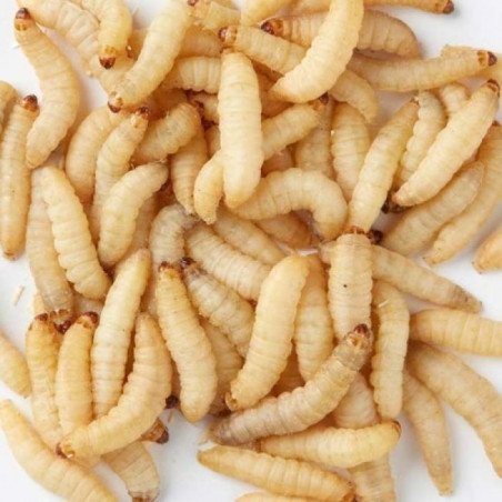 CAMOLE DEL MIELE VIVE 100GR CIRCA