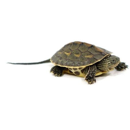 TARTARUGA OCADIA SINESIS