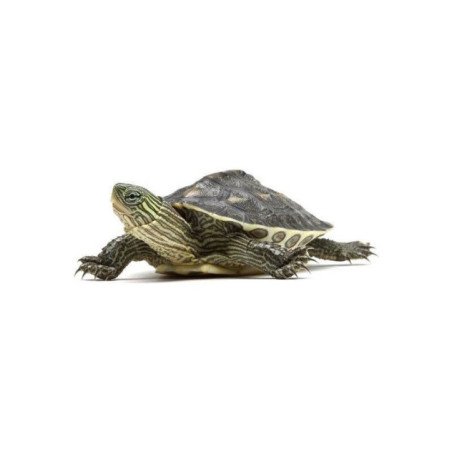 TARTARUGA PSEUDO GEOGRAFICA