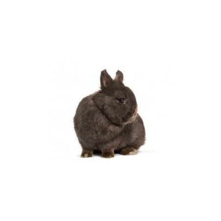 CONIGLIO NANO