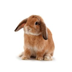 CONIGLIO NANO ARIETE